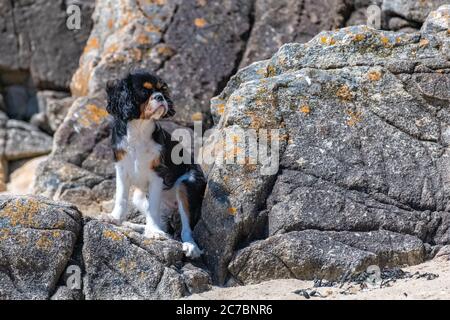 Un simpatico cucciolo Re Carlo seduto sulla roccia sulla spiaggia Foto Stock