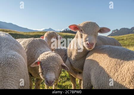 gruppo di curiosi pecore in montagna Foto Stock