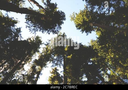 Un basso angolo di cime degli alberi verdi in una serena foresta della British Columbia, Canada durante il giorno Foto Stock