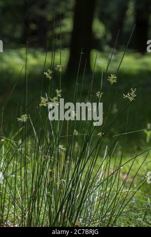 Rush morbido in fiore (Juncus effusus) Foto Stock