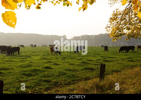 Pascolo bestiame Braford su prato in autunno con foglie colorate in primo piano Foto Stock