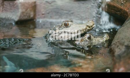 Colpo selettivo di due alligatori grigi in acqua Foto Stock