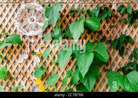 Recinzione in legno con piante rampicanti e sognatore sul balcone, veranda giardino con terrazza moderna. Foto Stock