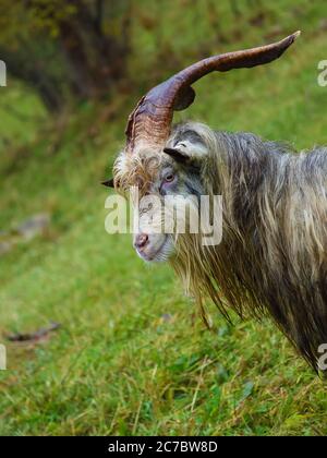 Mandria di capra su un pascolo di montagna. Primo piano verticale Foto Stock