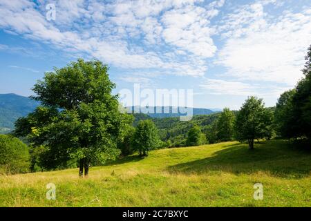 faggio sul verde prato alpino. paesaggio montano carpatico in estate. bel tempo soleggiato con nuvole sul cielo blu. Foto Stock