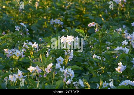 campo di potatoe fiorito con minuscoli fiori rosa al sole della sera Foto Stock