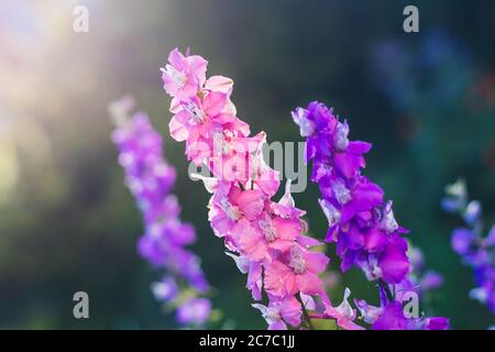 fiori blu e rosa in giardino, al tramonto Foto Stock