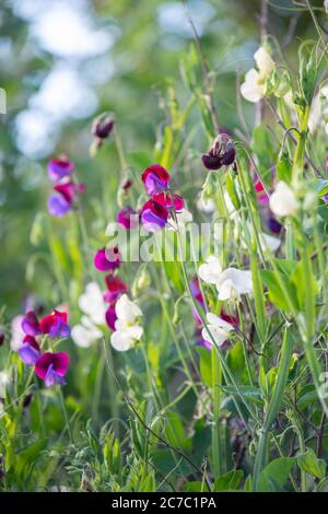 Piselli dolci - Lathyrus odoratus - coltivare supporti di nocciole nel giardino estivo, Scozia, UK Foto Stock