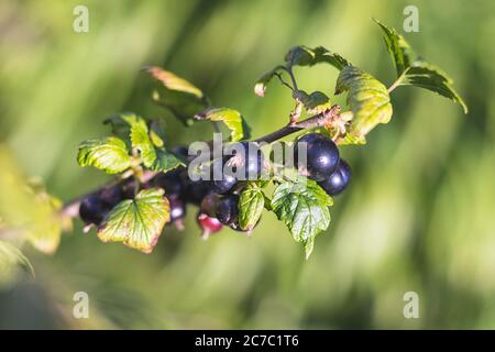 Ribes nero - vista ravvicinata - crescere su cespuglio, in giardino Foto Stock