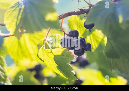 Ribes nero - vista ravvicinata - crescere su cespuglio, in giardino Foto Stock