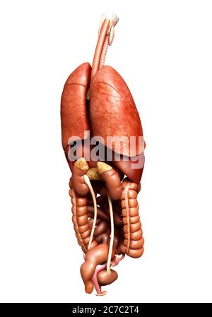 rappresentazione 3d con precisione medica degli organi interni Foto Stock