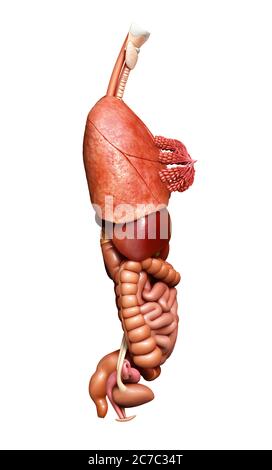 rappresentazione 3d con precisione medica degli organi interni Foto Stock