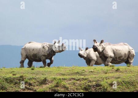 Nagaon, Assam - 16 2020 luglio: Rinoceronti riparati su altopiano a causa di gravi inondazioni nella gamma Bagari del Parco Nazionale Kaziranga ad Assam il giovedì. Credit: Dita TALUKDAR/Alamy Live News Foto Stock