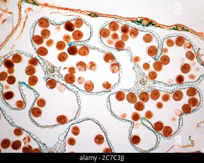 Microfotografia dell'amido di mais. Foto Stock