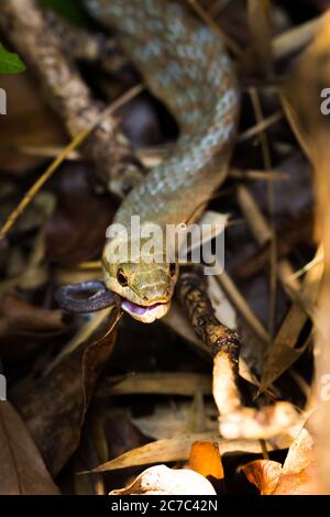 Piccolo serpente notturno (Ithycyphus miniatus) mangiare un camaleonte, Nosy Komba, Madagascar Foto Stock