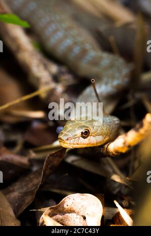 Piccolo serpente notturno (Ithycyphus miniatus) mangiare un camaleonte, Nosy Komba, Madagascar Foto Stock