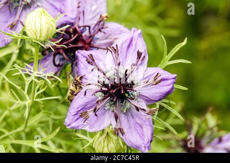 Nigella papillosa Curiosità Amore-in-a-nebbia Nigella hispanica Foto Stock