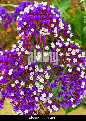 Immagine in primo piano verticale di fiori bianchi e viola in una campo Foto Stock