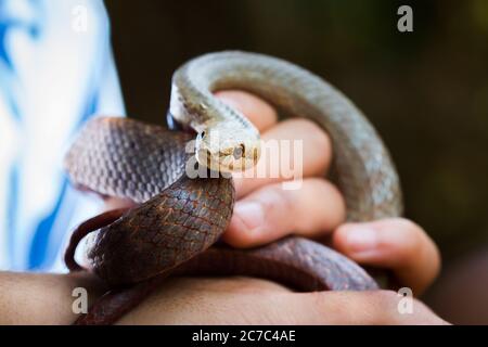Piccolo serpente notturno (Ithycyphus miniatus) tenuto nelle mani di una persona, Nosy Komba, Madagascar Foto Stock