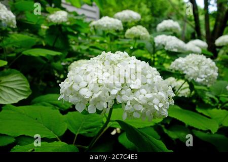 Colpo orizzontale di fiori bianchi con piccoli petali in una foresta Foto Stock