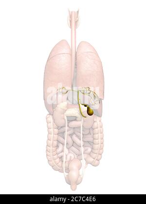 rappresentazione 3d con precisione medica dell'anatomia della cistifellea degli organi Foto Stock