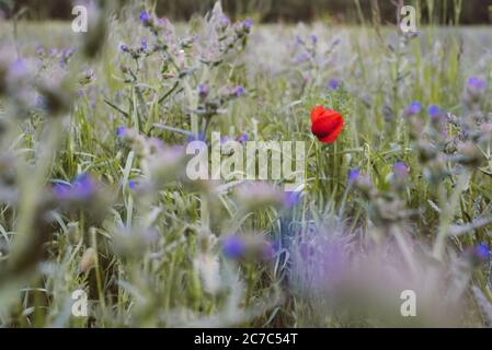 Shallow messo a fuoco colpo di un singolo tulipano rosso che cresce dentro un campo di fiori violetti Foto Stock