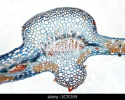 Fotomicrografia della sezione trasversale di foglia di cotone. Gossypium sp. Foto Stock