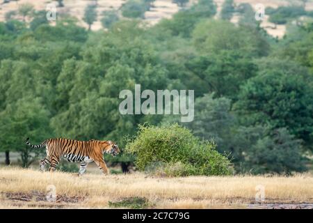 tigre del bengala selvaggio che cammina in campo aperto con paesaggio naturale paesaggistico del parco nazionale di ranthambore o tigre riserva rajasthan india Foto Stock