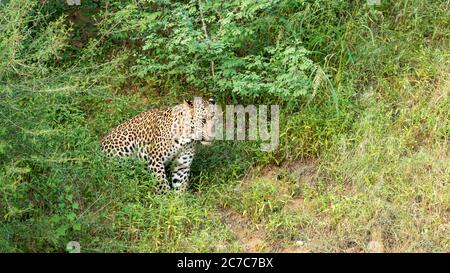 leopardo selvaggio o pantera o panthera pardus in sfondo verde alla foresta di jhalana o leopardo riserva jaipur rajasthan india Foto Stock