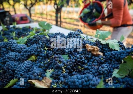 Vendemmia nera in Puglia, Italia Foto Stock