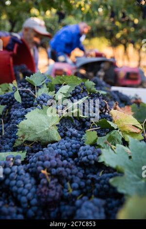 Vendemmia nera in Puglia, Italia Foto Stock