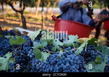 Vendemmia nera in Puglia, Italia Foto Stock