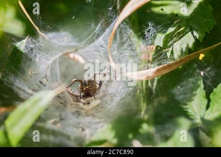 Grande ragno all'aperto nel Regno Unito in imbuto come tessuto di rete intessuto in bassa vegetazione con l'allarme di ragno all'interno pronto a rimbalzare sulle gambe pelose del corpo di preda marrone Foto Stock