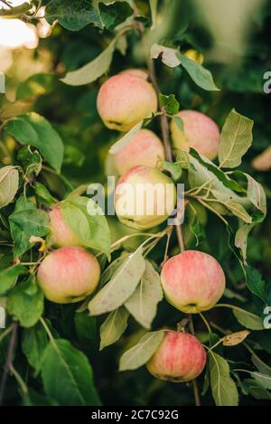 Gruppo di mele che crescono sul ramo dell'albero Foto Stock