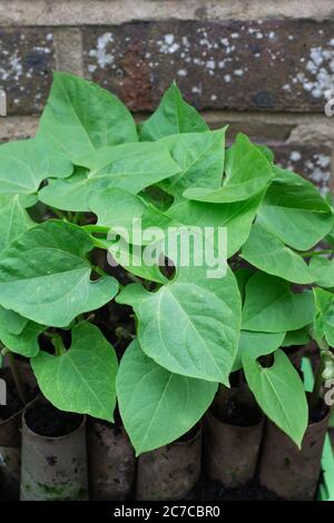 Riciclare i tubi del rotolo di carta igienica nel giardino, usandoli per seminare i semi di fagioli francesi di arrampicata e poi potete piantare i tubi di cartone con le piante Foto Stock