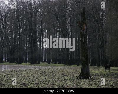 cavallo infelice da solo nella foresta vicino al lago Foto Stock