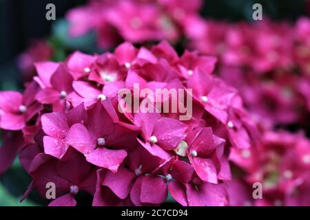 Gli idrangee rosa fioriscono bagnati dalla pioggia Foto Stock