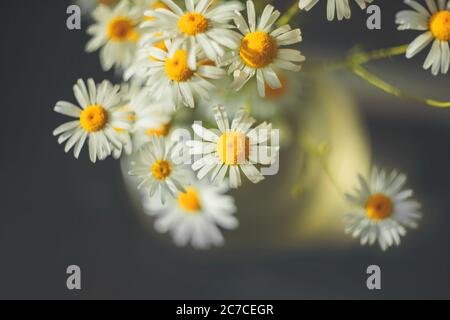 Carino campo bianco daisies sono un bouquet in un vaso di vetro a casa e sono illuminati da raggi di luce solare. Estate. Foto Stock
