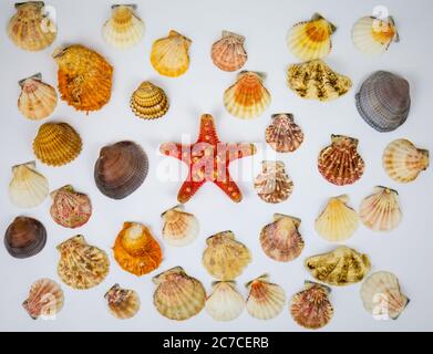 composizione di conchiglie esotiche e di stelle marine su sfondo bianco. fossili trovati nelle profondità marine degli oceani Foto Stock