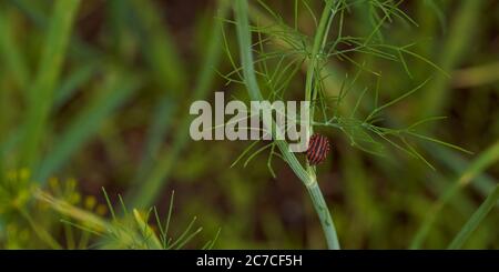 Bedbug a strisce rosse su un ramo verde di aneto Graphosoma italicum, bug di pickata a strisce rosse e nere, Pentatomidae. Foto Stock