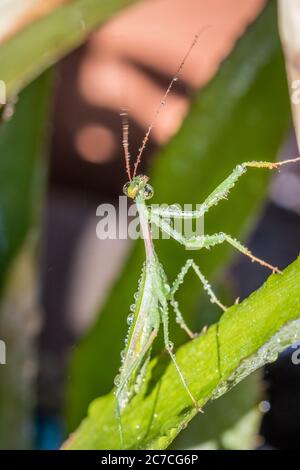 Mantis verde in preghiera coperto di gocce d'acqua seduta su una foglia verde, Città del Capo, Sud Africa Foto Stock