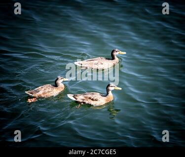 Un trio di Mallards (Anas platyryhnchos) nuotare nel lago Hollywood, Los Angeles, CA. Foto Stock