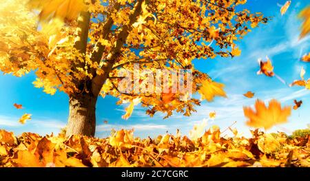 Albero di acero contro il cielo blu su una bella giornata autunnale, con foglie di giallo la caduta a terra Foto Stock