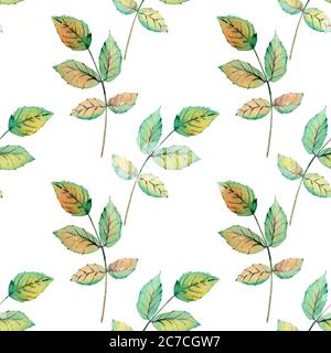 Ripetizione senza giunture. Le foglie del dogroso. Acquerello. Illustrazioni dei fiori. Bouquet bohémien di fiori, corone, composizioni per matrimoni Foto Stock