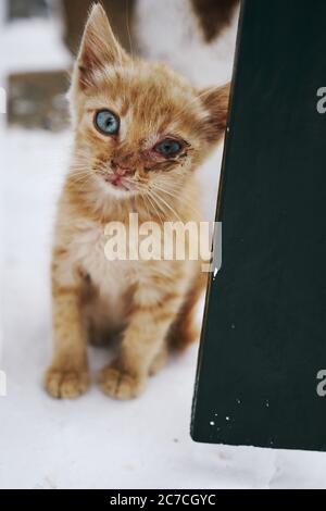 Colpo selettivo di closeup di un gatto arancione carino con un Occhio danneggiato nelle isole Cicladi in Grecia Foto Stock