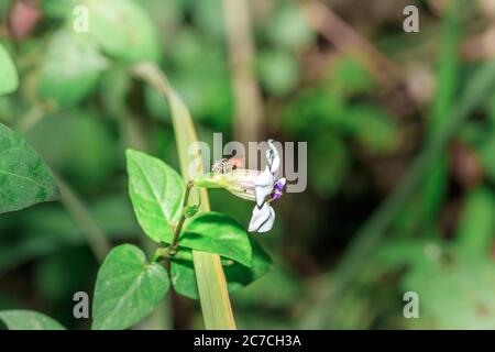 Piccole api arancioni e nere che si nutrono di un fiore bianco e viola in fiore, Ishasha, Uganda Foto Stock