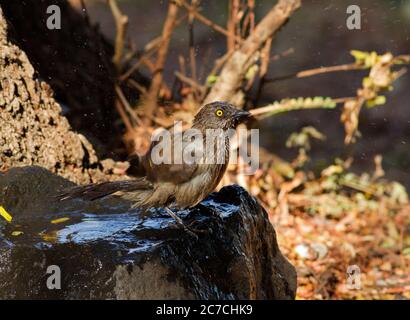 Le piccole bande correlate dei Babbler con la freccia sono visitatori rumorosi che tengono in su una cacofonia del suono mentre i membri della famiglia tengono in contatto vocalmente. Foto Stock