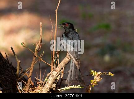 Il Drongo con coda di forchetta è un uccello comune in tutta l'Africa orientale e meridionale. Sono uccelli territoriali aggressivi e spesso falliamo insetti Foto Stock