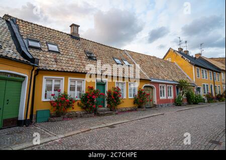 Cottage gialli e rossi delimitati da cespugli di rose lungo una strada acciottolata nella parte storica vecchia della città universitaria di Lund, Svezia Foto Stock