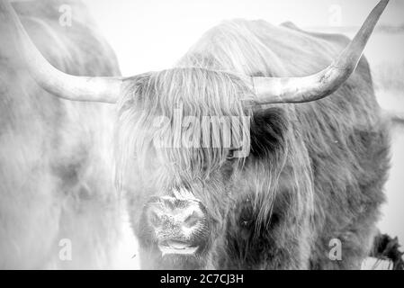 Mucca scozzese in una fattoria, mucca scozzese di montagna, foto in bianco e nero Foto Stock